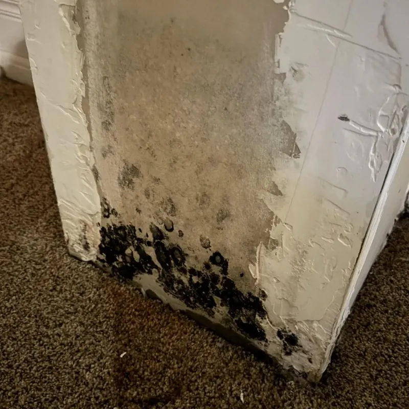 Professional Mold Removal in Rural Retreat, VA